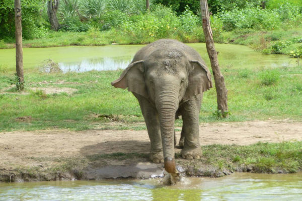 Young elephant drinking